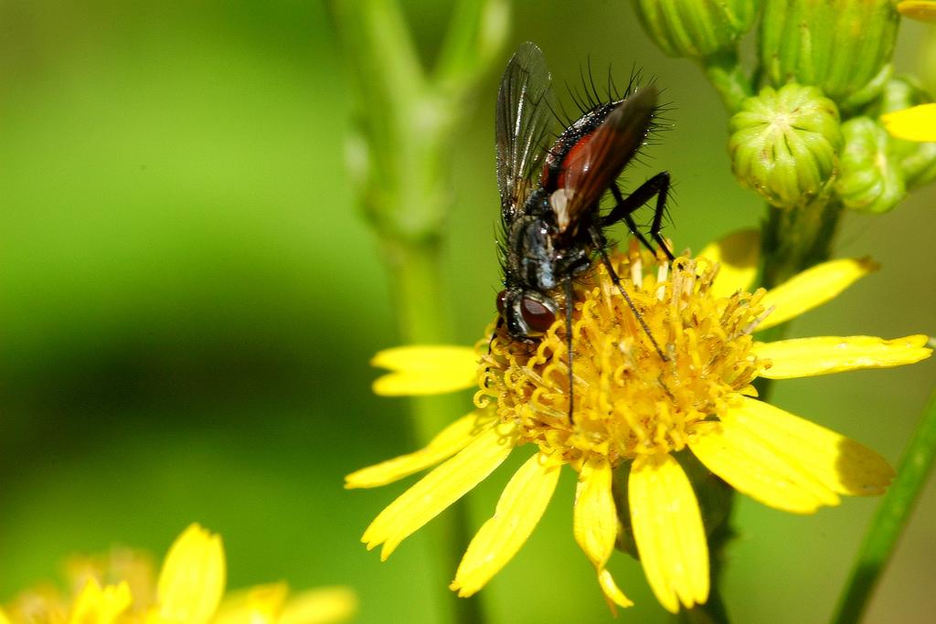 insekten 04