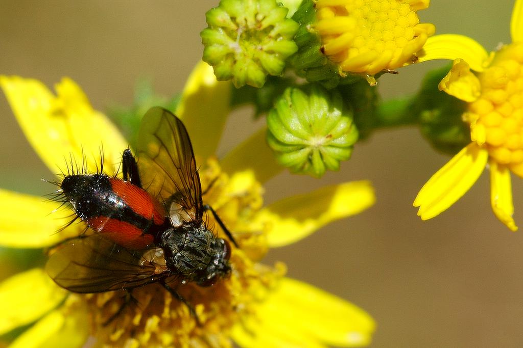insekten 05