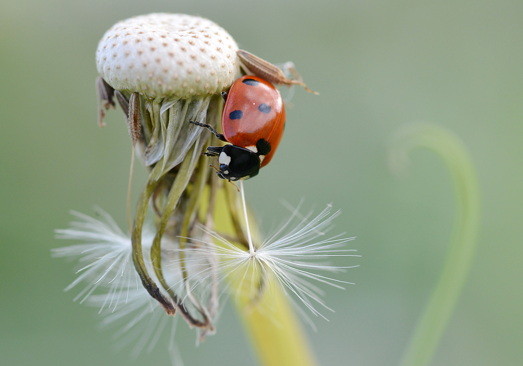 Insekten Mai 2012 227
