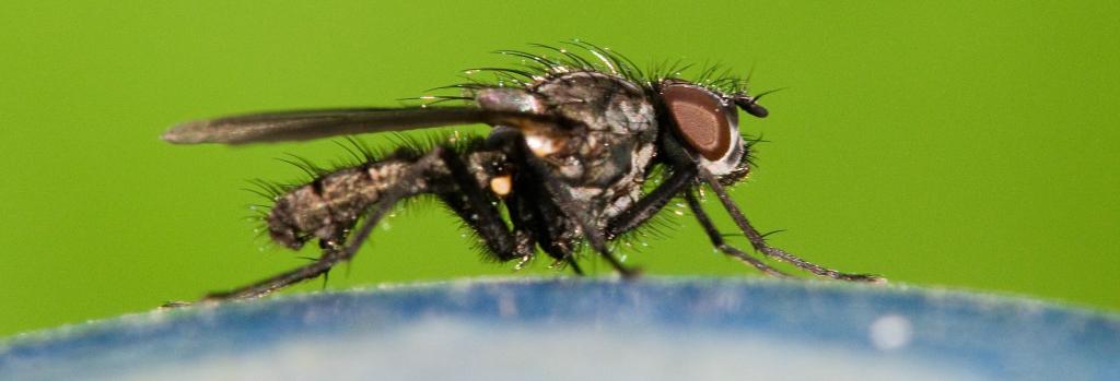 insektinsekt farbe