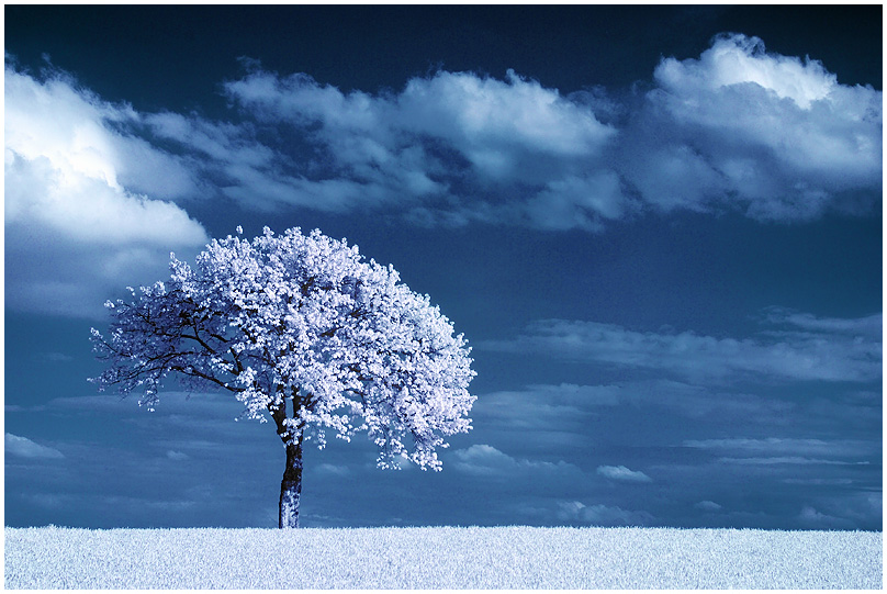 IR TreeTwo