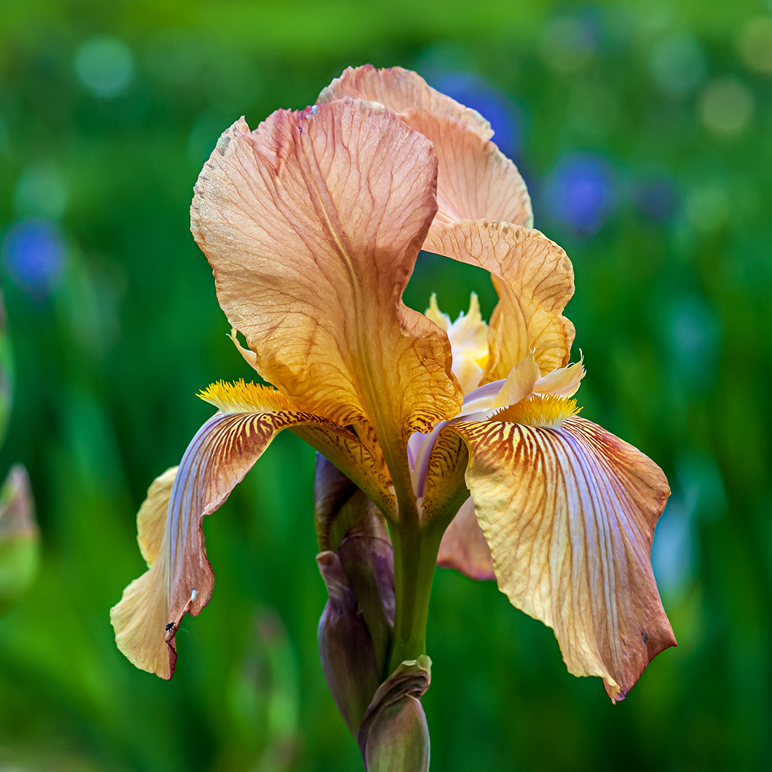 Iris Bold Copper.jpg