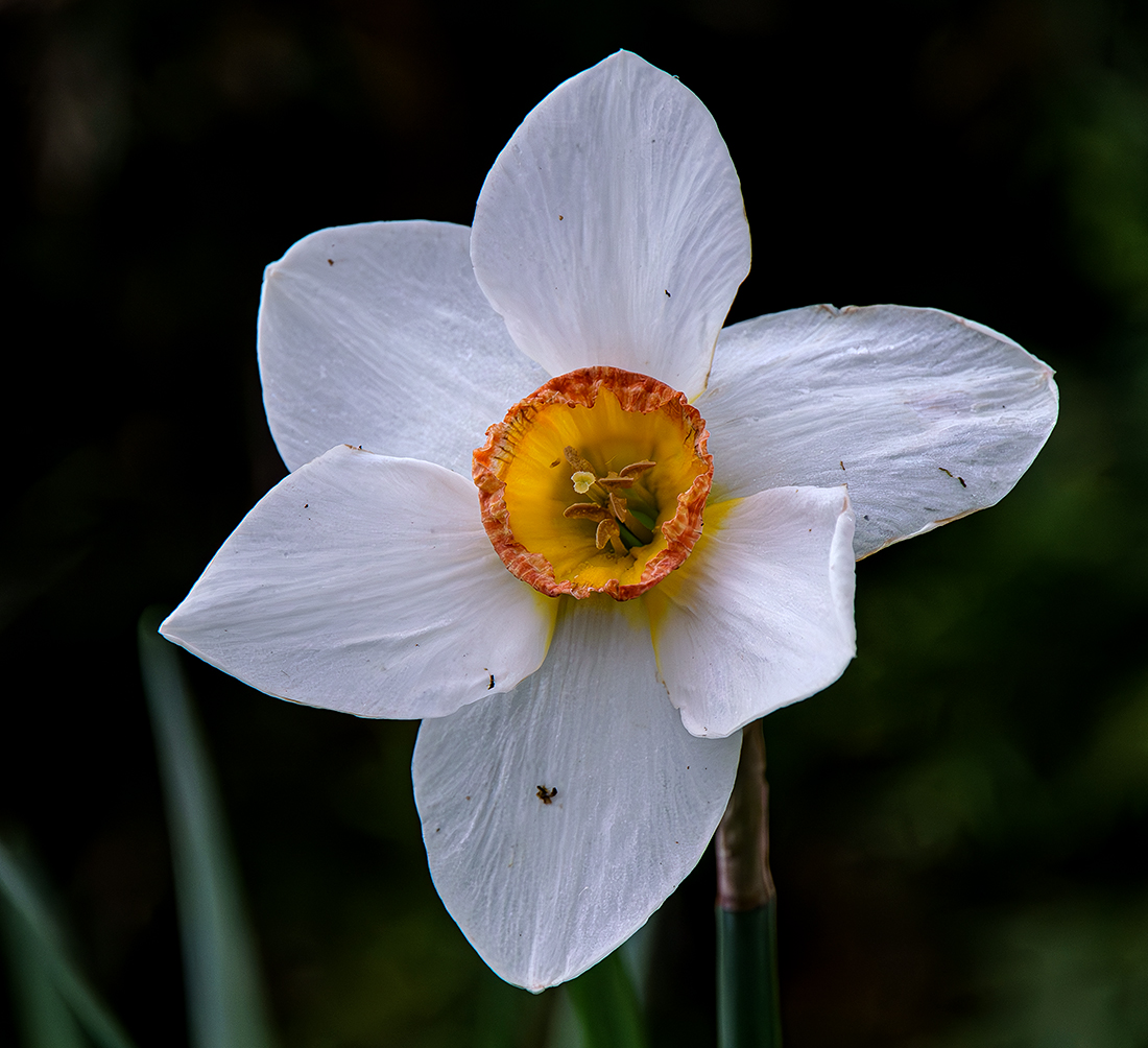 Iris.jpg
