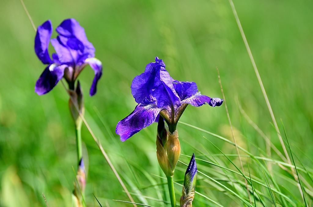Iris sibirica