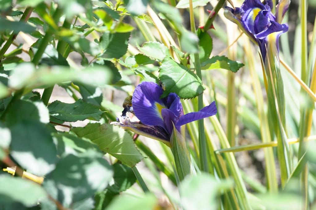 Iris