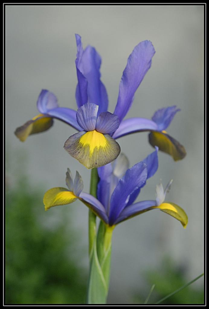 Iris