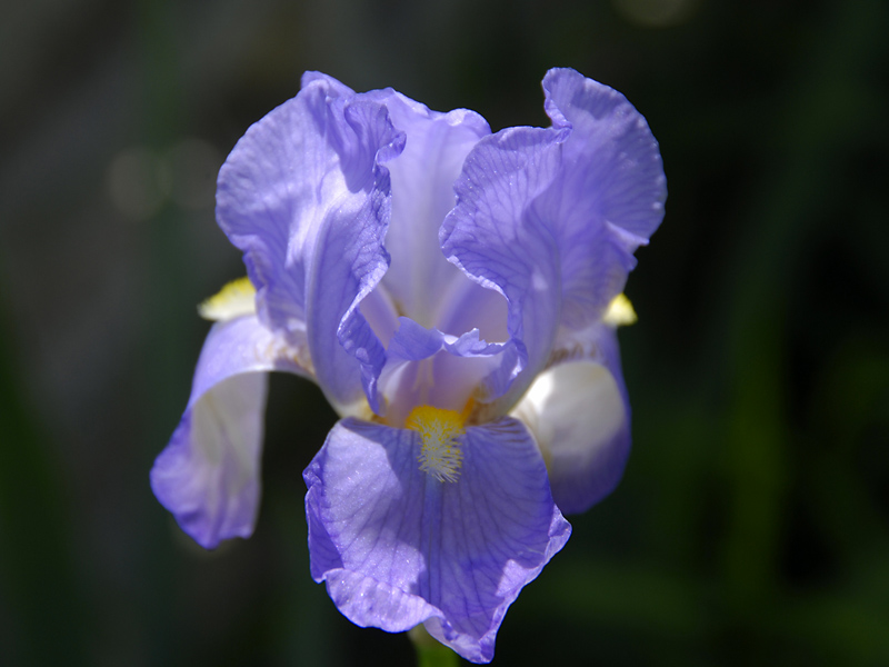 Iris