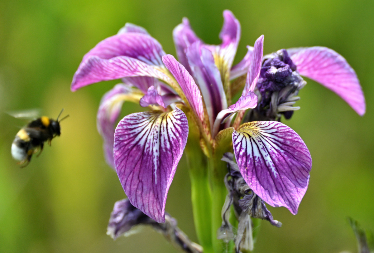 Iris02.JPG