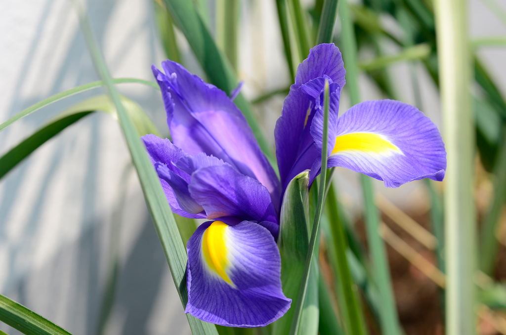 Iris2