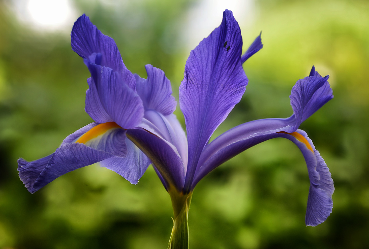 iris_1200.jpg