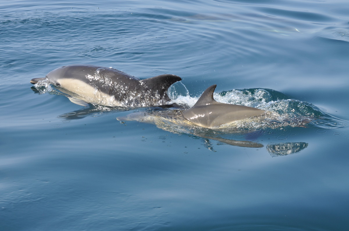 Irish Wildlife 2
