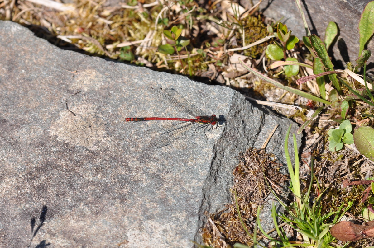 Irish Wildlife 3