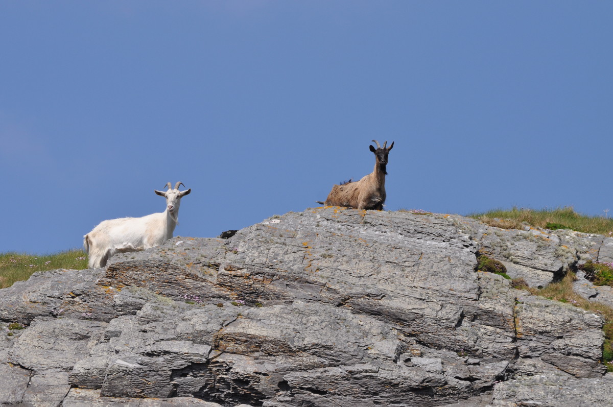 Irish Wildlife