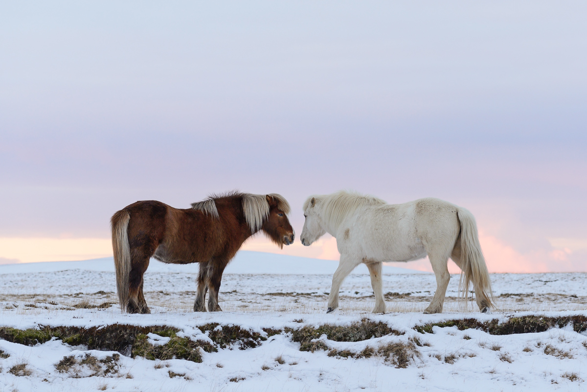 Islandpferde im Schnee 20160227 084506 island 2016