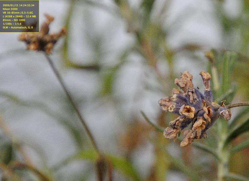 ISO 1000 - 1/100 - 5,6