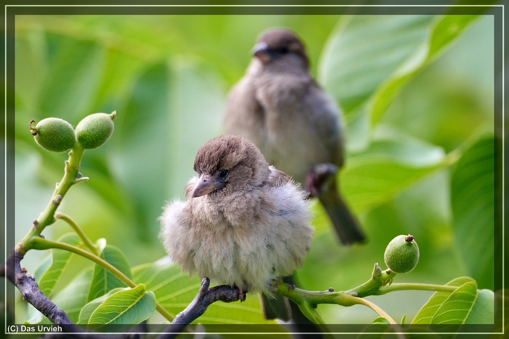 ISO 1000, 1/400 s, f/6.3, 600 mm.