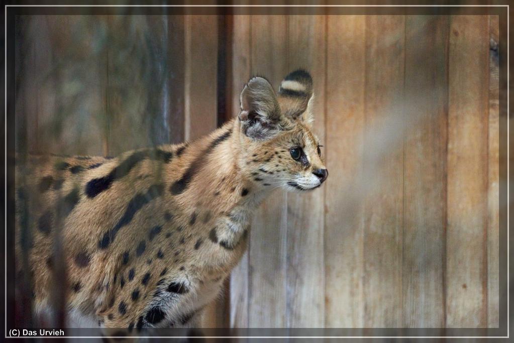 ISO 10000, 1/200 s, f/6.3, 300 mm.