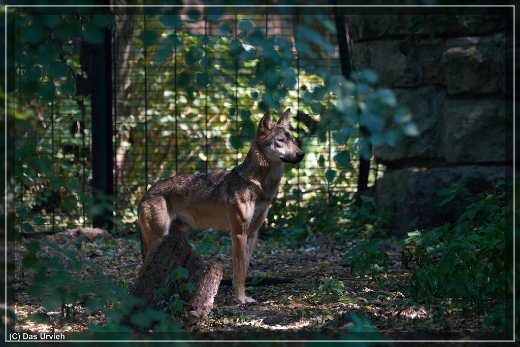 ISO 1100, 1/200 s, f/8, 600 mm.