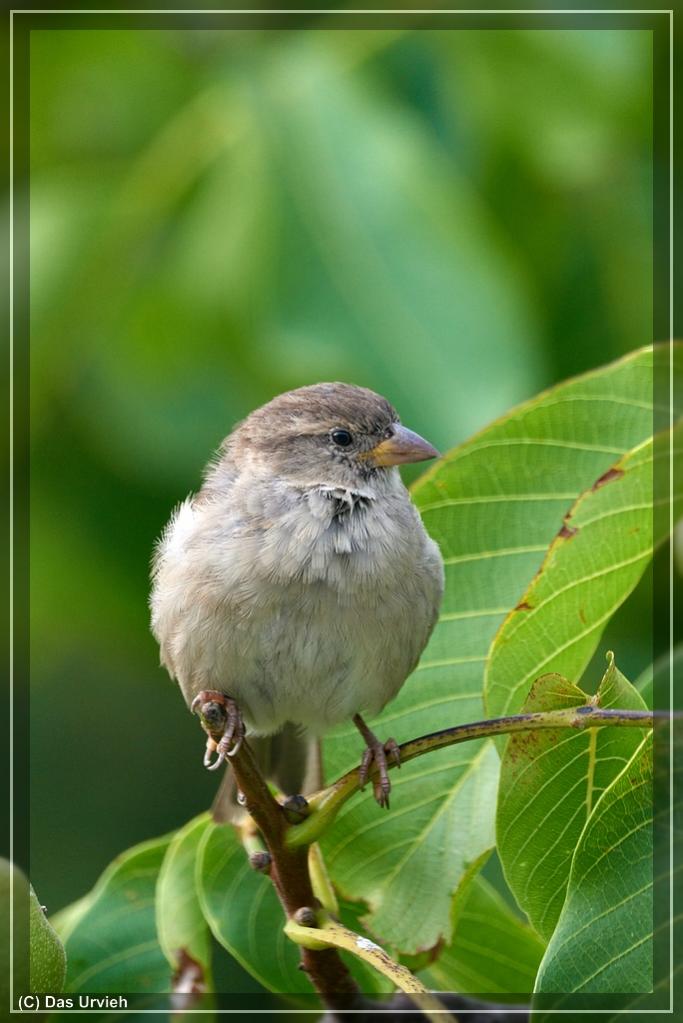 ISO 1250, 1/400 s, f/8, 600 mm.