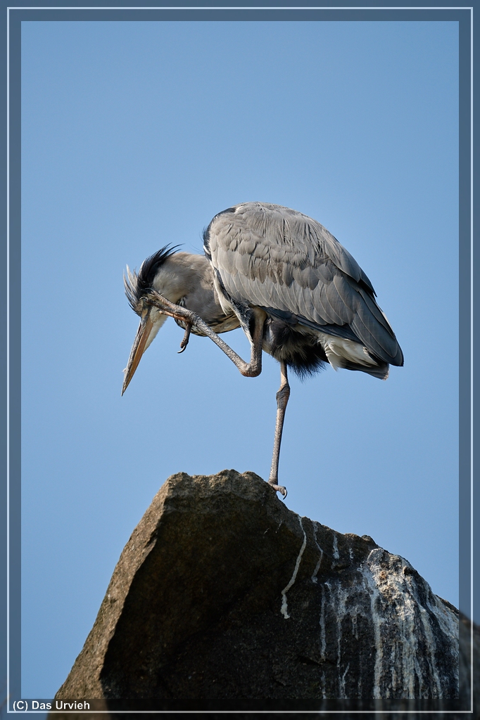 ISO 160, 1/1000 s, f/6.3, 600 mm.