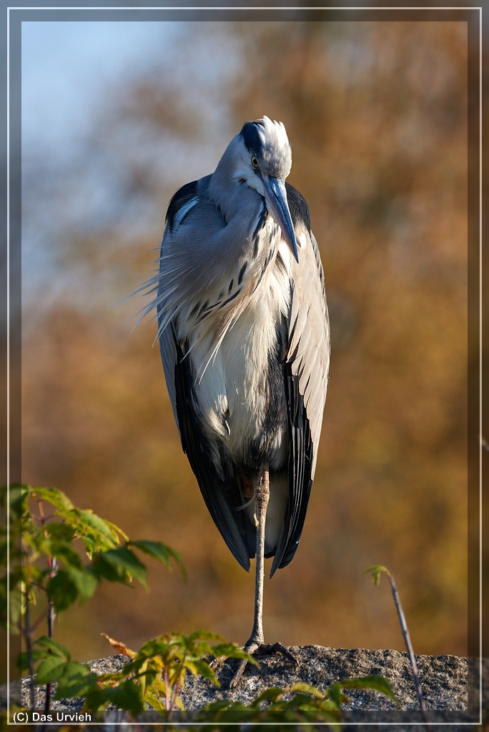 ISO 180, 1/400 s, f/8, 600 mm.