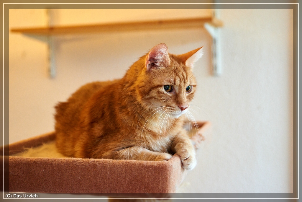ISO 2000, 1/40 s, f/2.8, 46 mm.