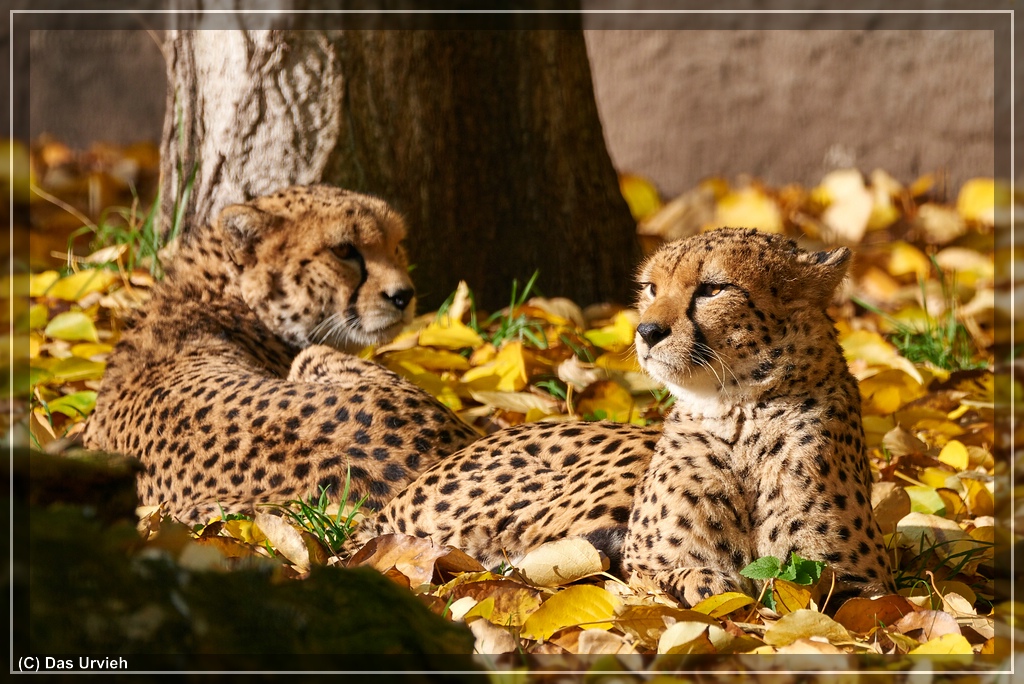 ISO 320, 1/500 s, f/8, 600 mm.