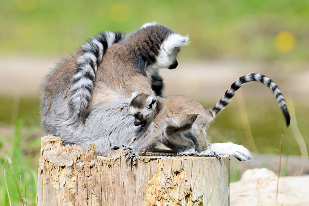 ISO 320, 1/640 Sek. bei f/6,3, 600 mm.