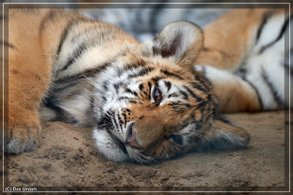 ISO 360, 1/640 s, f/6.3, 550 mm.
