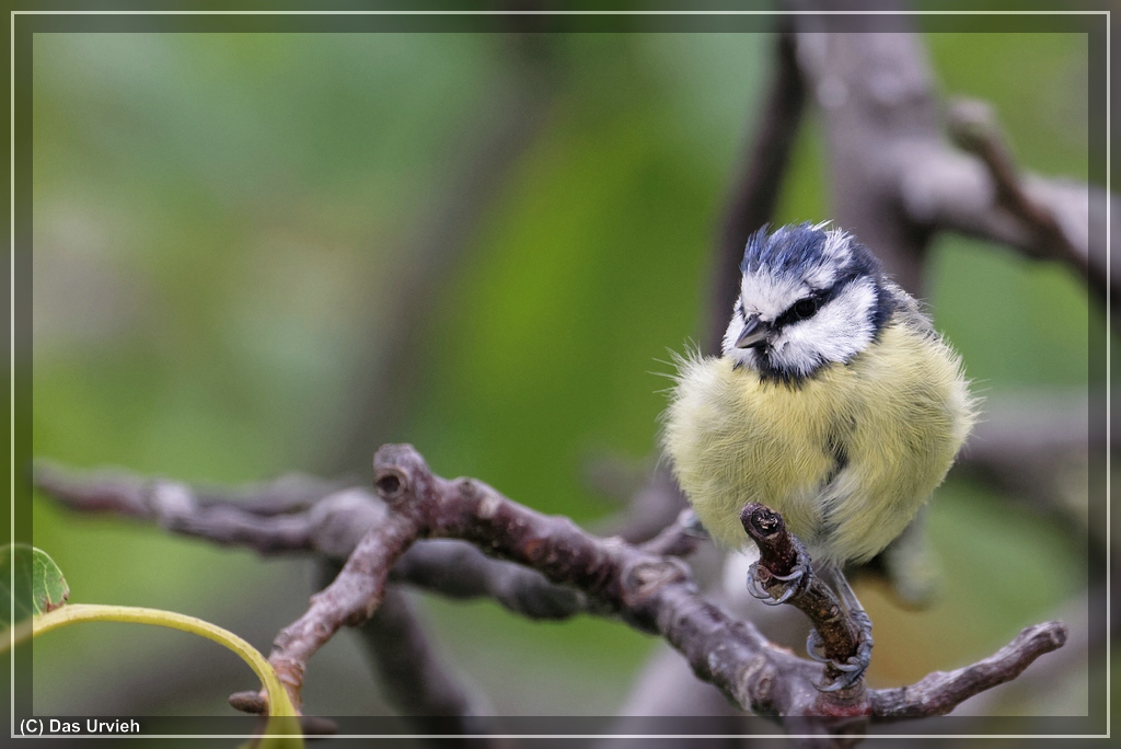 ISO 4000, 1/640 Sek., f/5.3, 600 mm.