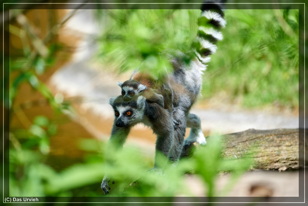 ISO 640, 1/1000 s, f/6.3, 600 mm.