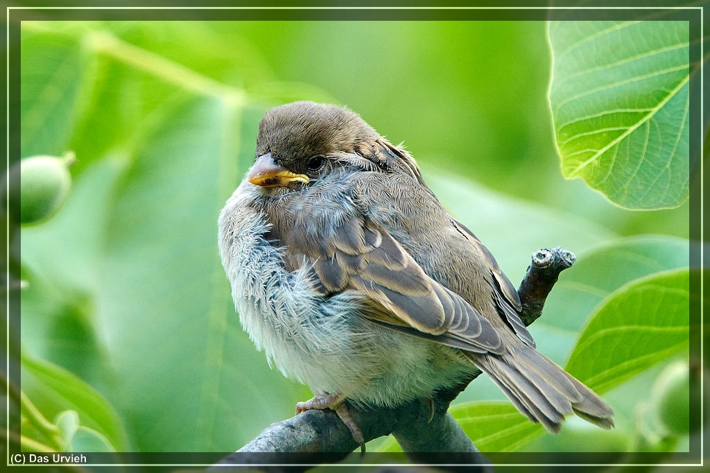 ISO 720, 1/320 s, f/6.3, 600 mm.