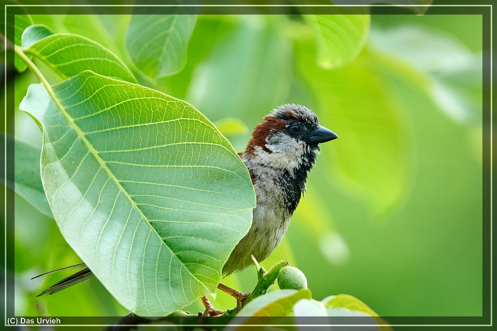 ISO 720, 1/320 s, f/6.3, 600 mm.