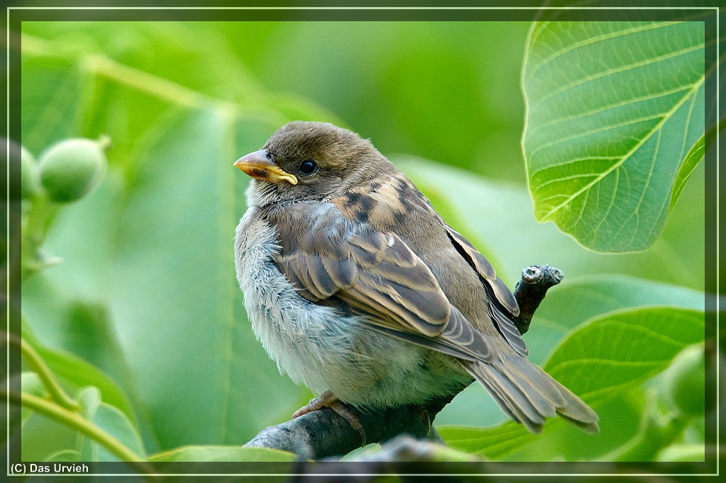 ISO 720, 1/320 s, f/6.3, 600 mm.