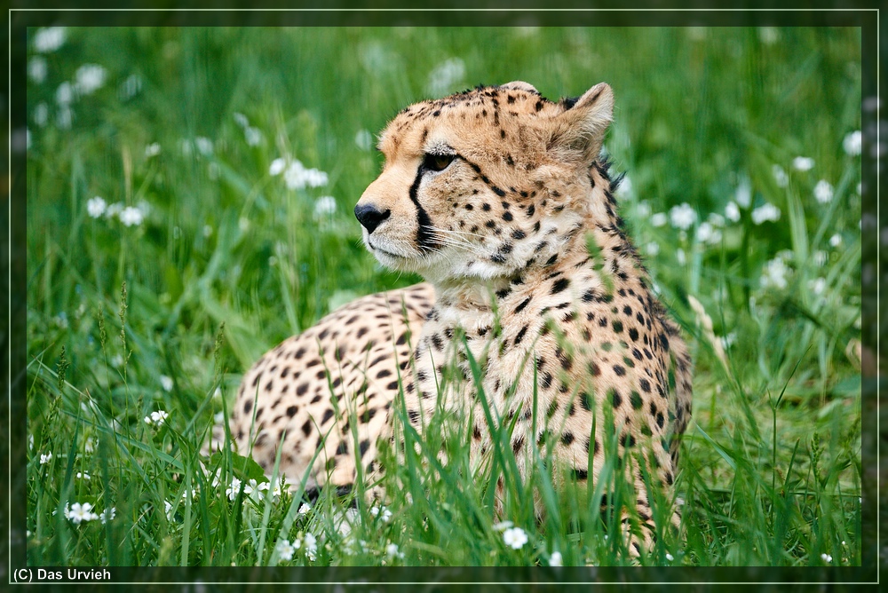 ISO 800, 1/640 s, f/8, 600 mm.