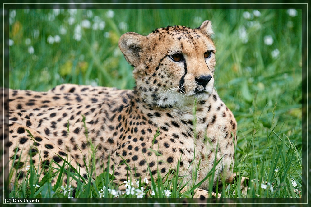 ISO 900, 1/640 s, f/9, 600 mm.