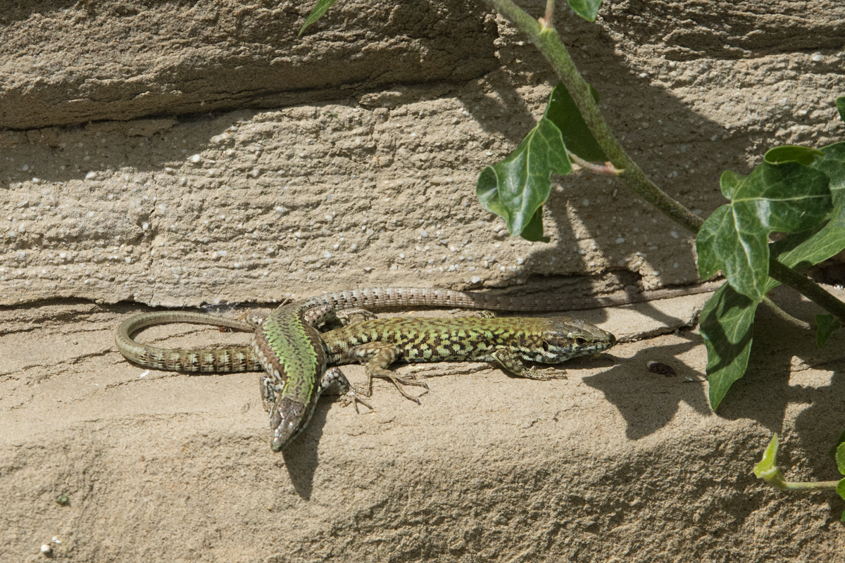 Italien-2019-3-25m.jpg