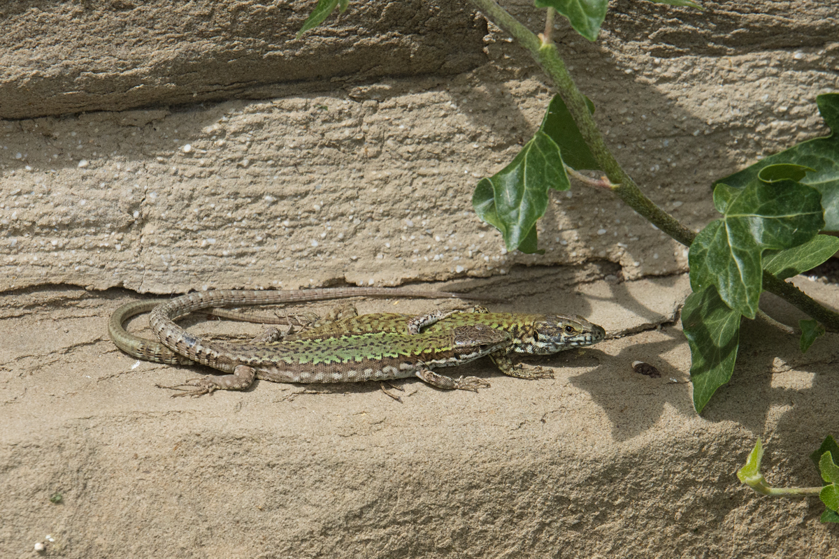 Italien-2019-3-30m.jpg