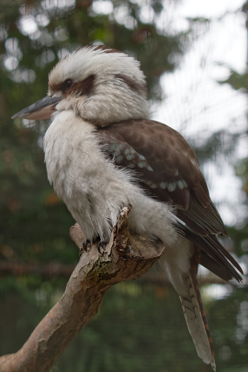 Jägerliest/Kookabura/Lachender Hans (Fam. Eisvögel) im Tierpark Hamm