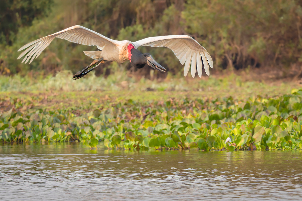 Jabiru Brasilien.jpg