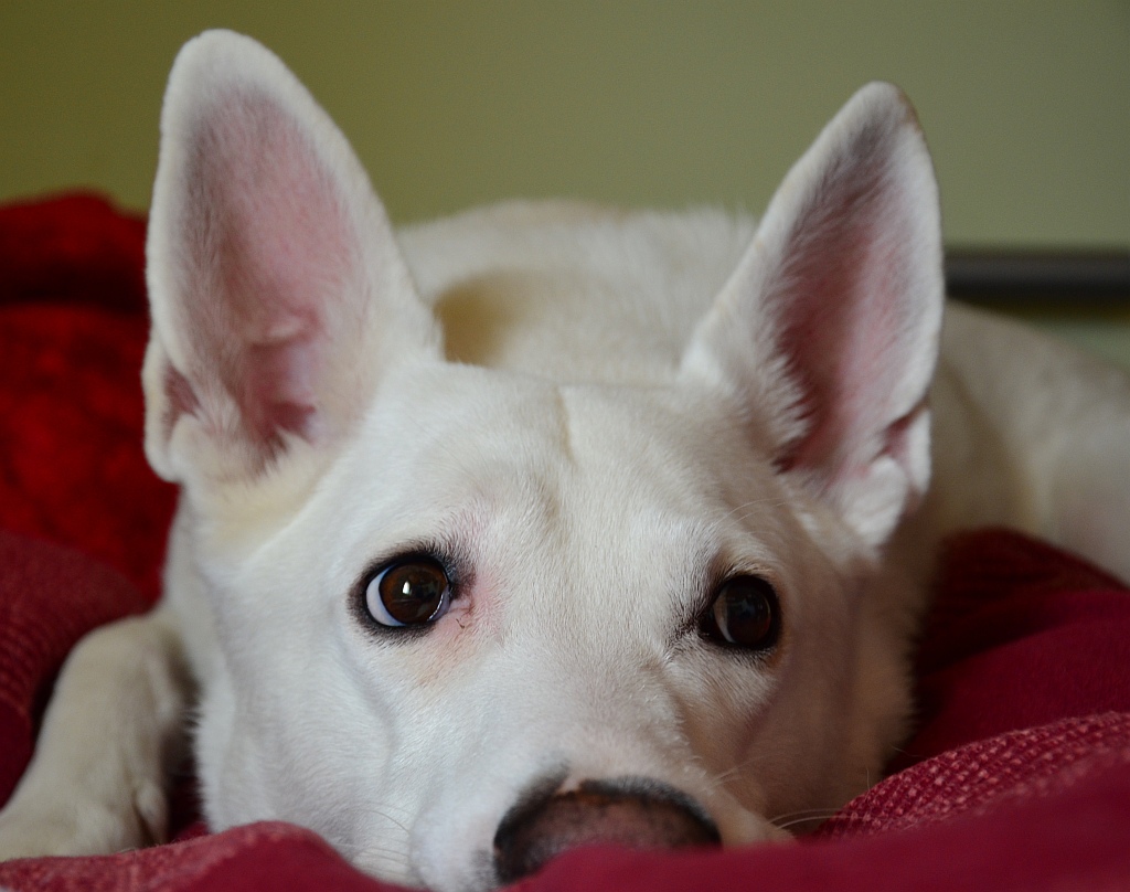 Jack