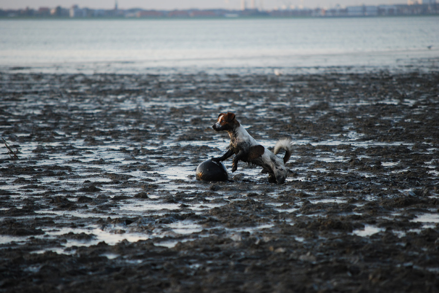 Jackrussel im Watt
