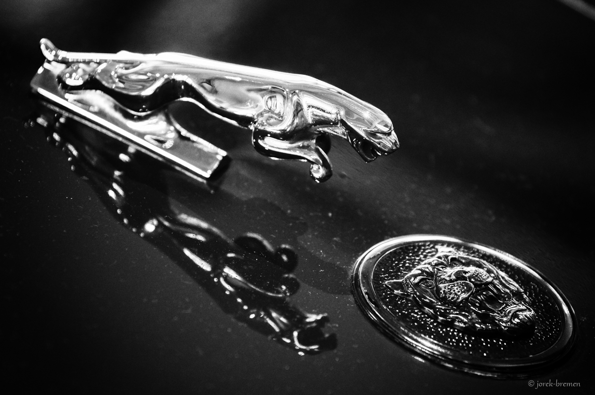 Jaguar im Spiegel (s/w - li-re)