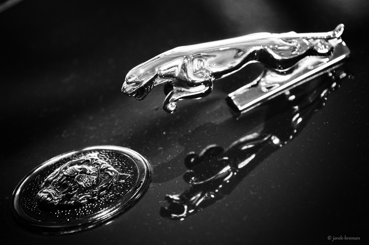 Jaguar im Spiegel (s/w - li-re)
