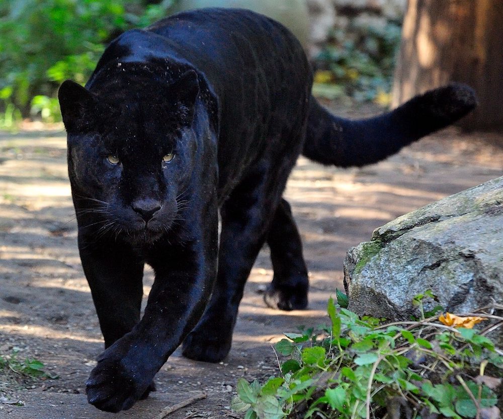 Jaguar