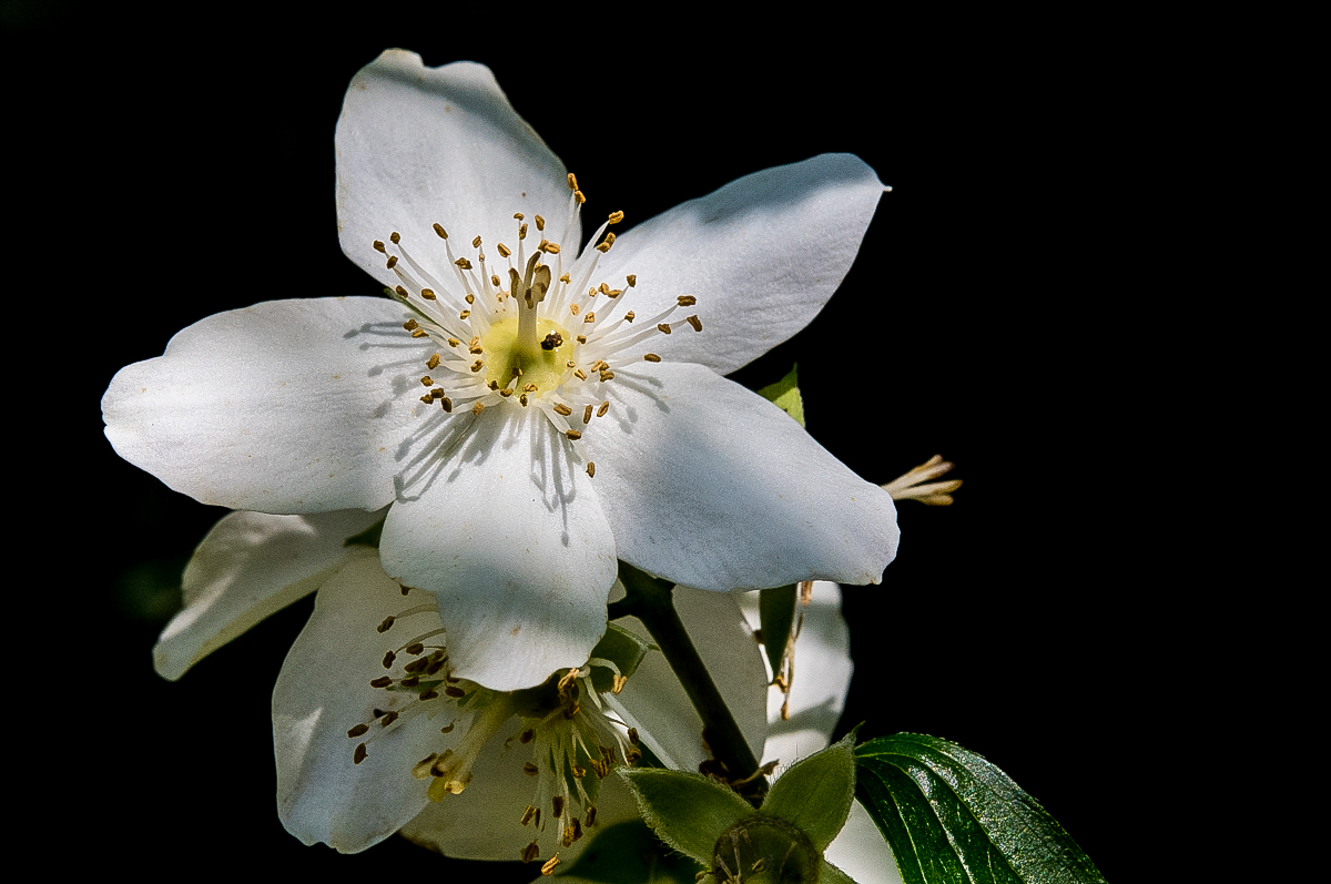 Jasmin (1 von 1).JPG