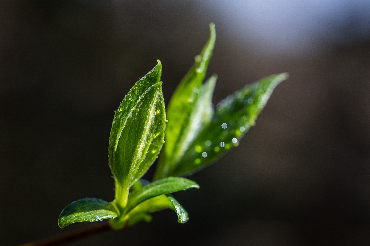 Jasmin (1 von 1).jpg