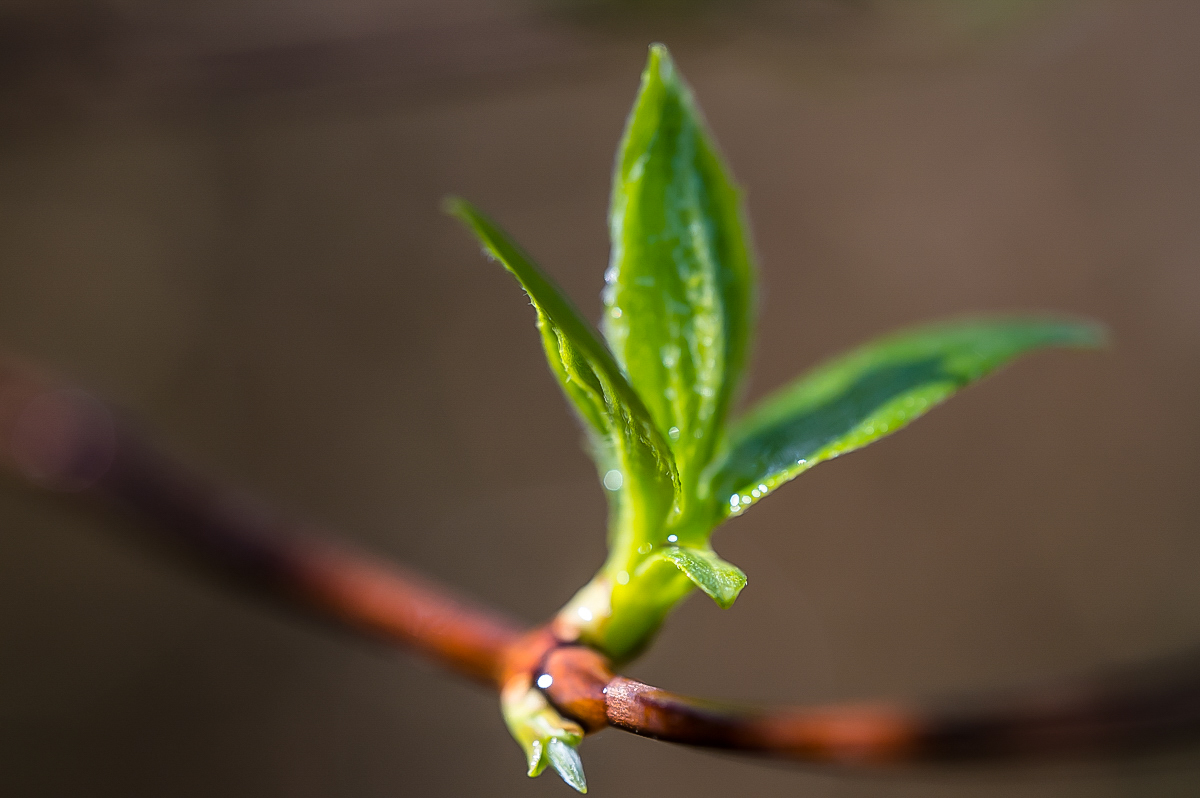 Jasmin 2 (1 von 1).jpg