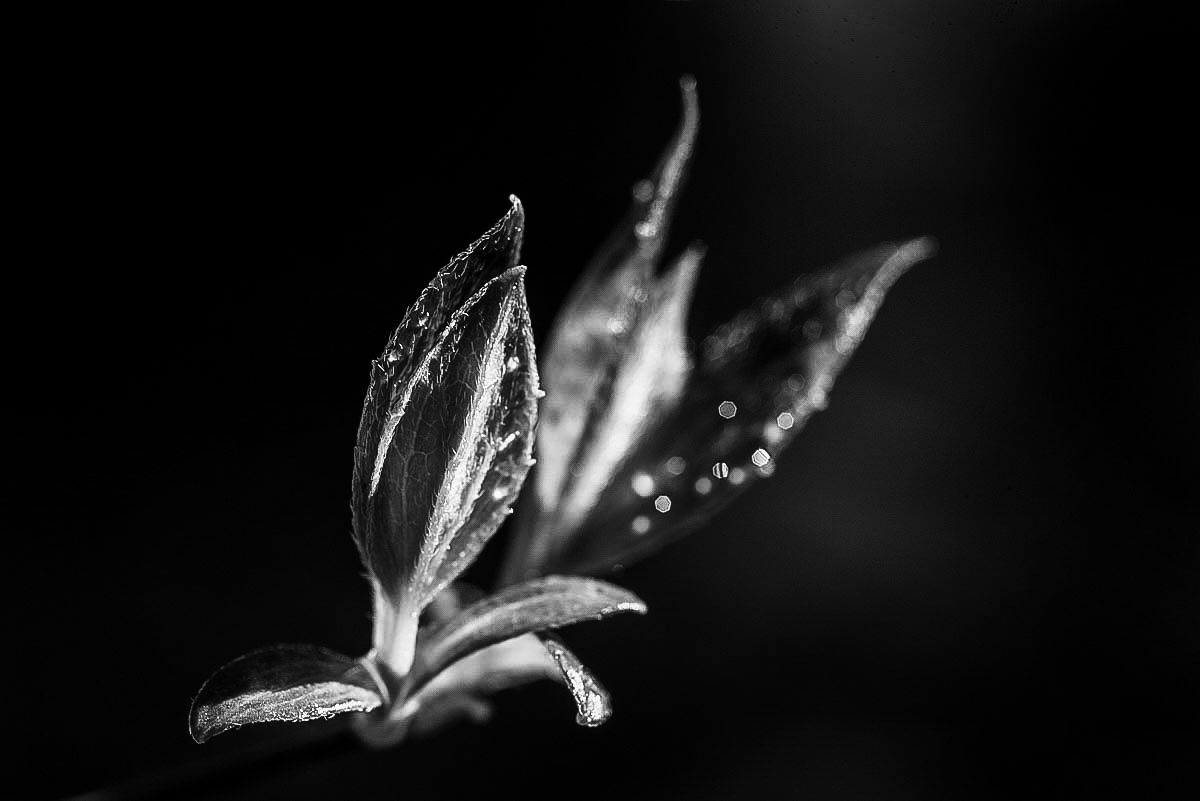 Jasmin BW (1 von 1).jpg