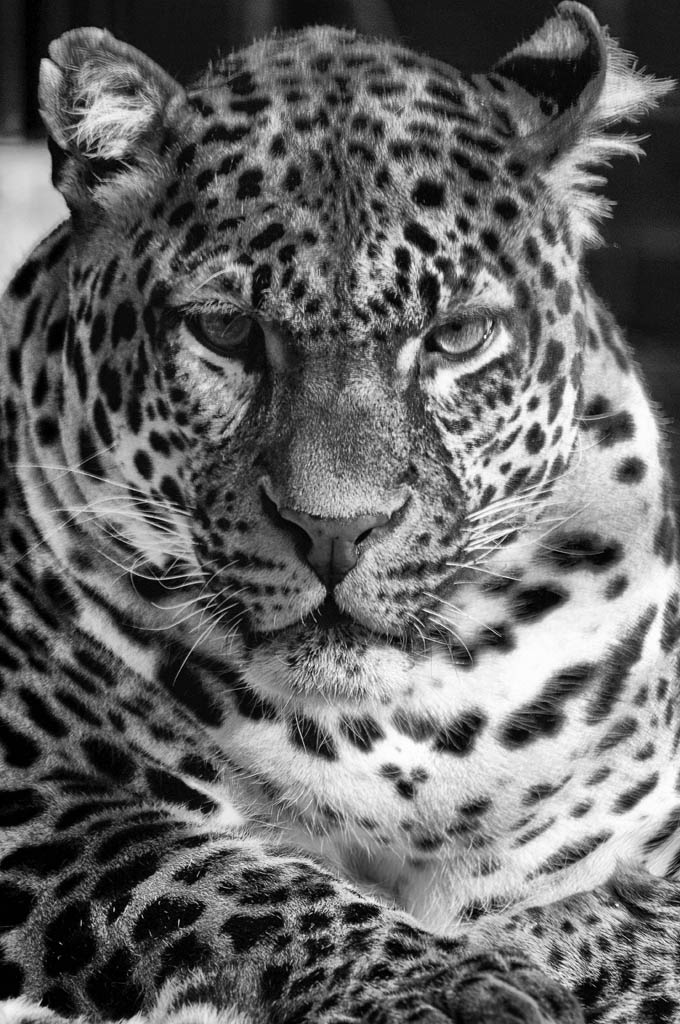 Java Leopard SW Kopie